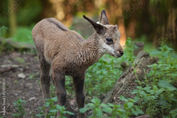 Obraz Alpine chamois (Rupicapra rupicapra rupicapra).