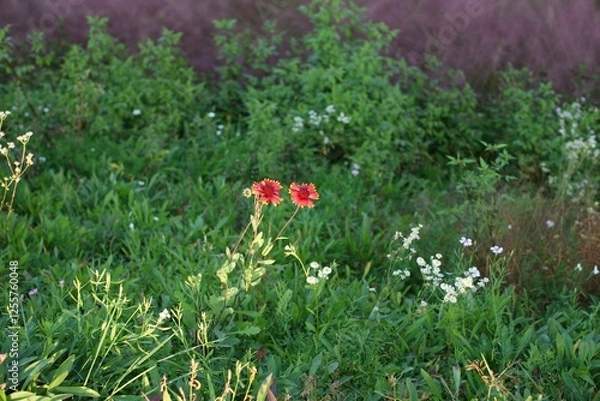 Fototapeta 거벨라 한쌍