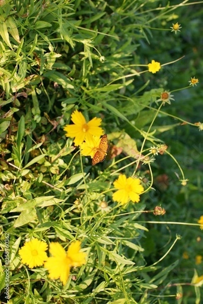 Fototapeta 표범나비