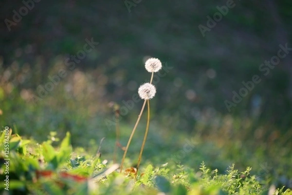 Fototapeta 빛받은 민들레