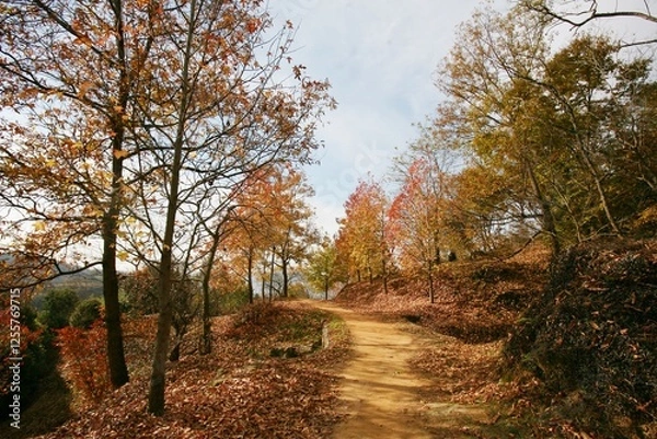 Fototapeta 단풍나무 오솔길