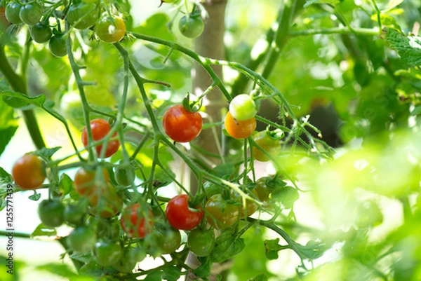 Fototapeta closeup on red cherry tomatoes   ripening in a vegetable garden in summer light