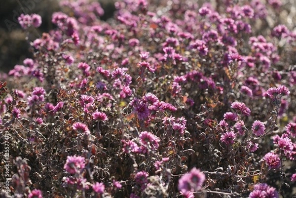 Obraz 겨울에도 꿋꿋한 국화