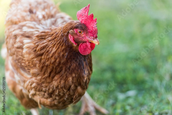 Obraz Hen grazing in field