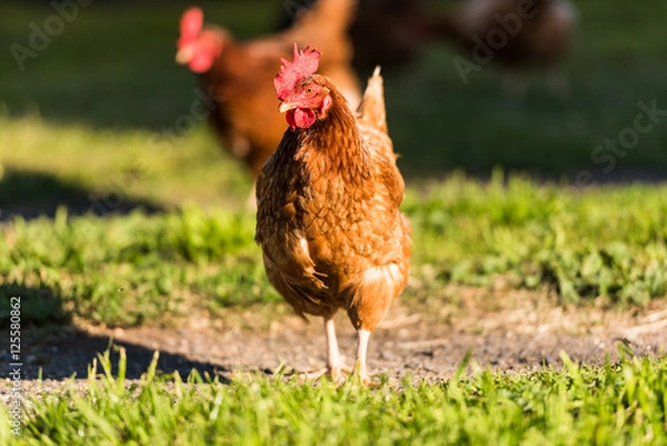 Obraz Hen grazing in field