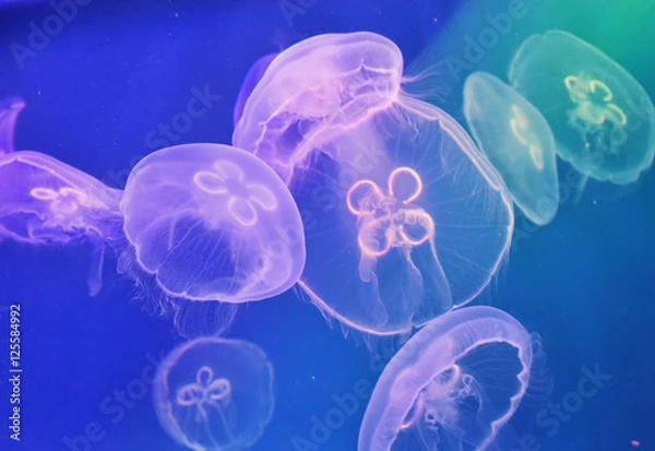 Fototapeta Морские медузы - Ушастая аурелия плавают в аквариуме.