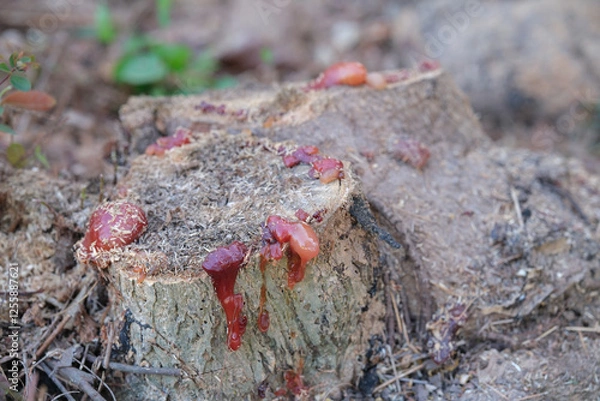 Obraz Solid resin on a sahjan tree or Moringa oleifera Lam.