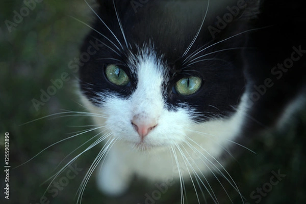 Obraz black cat portrait