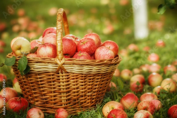 Fototapeta Basket with apples in the garden