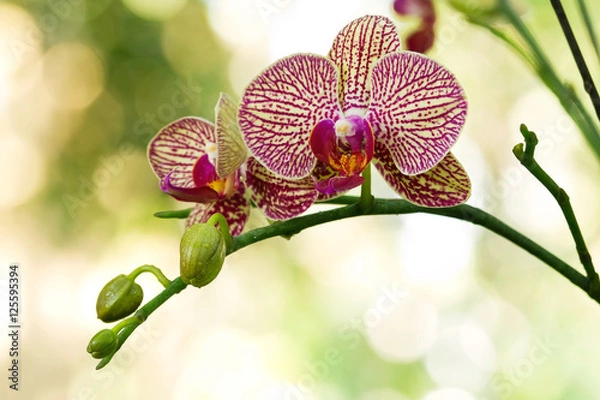 Obraz Elegant purple and yellow orchids