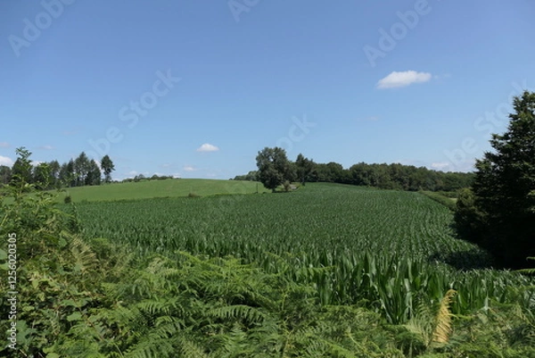 Fototapeta From a hilltop, a breathtaking panoramic view unfolds over the green patchwork of French agricultural fields. Rolling hills stretch into the horizon.