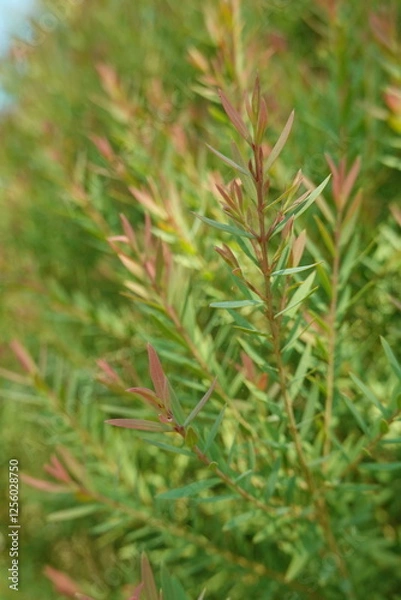 Fototapeta Melaleuca bracteata macro leaves small world