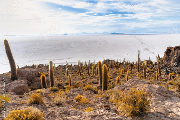 Fototapeta サボテンが彩る絶景 - ウユニ塩湖 インカワシ島