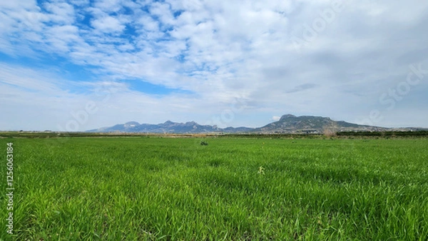Fototapeta An enchanting field of wheat with attractive green tones under a blue sky with white clouds in the middle of winter.