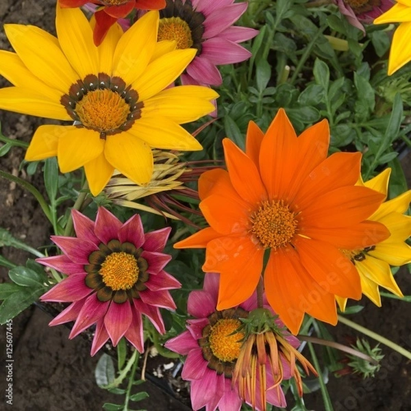 Obraz Colors of Spring