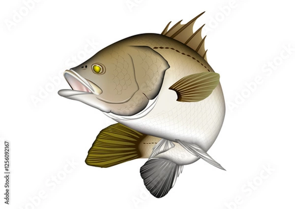 Obraz バラマンディ　イラスト　ベクター　(Barramundi)
