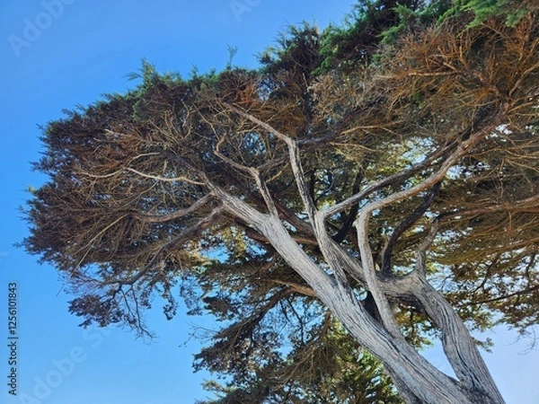 Obraz tree in the sky