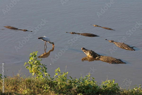 Obraz Nilkrokodil und Nimmersatt / Nile crocodile and Yellow-billed stork / Crocodylus niloticus et Mycteria ibis