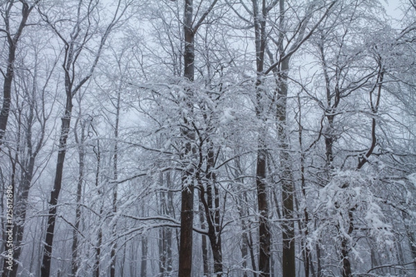 Obraz Ice storm forest