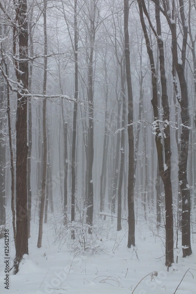 Obraz Forest after an ice storm