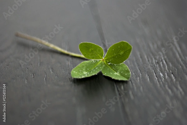 Obraz Liść Koniczyny