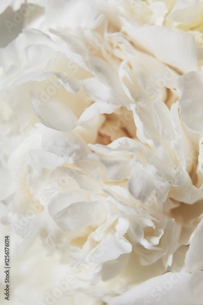 Obraz Close-up White Peony Blossoms. A soft focus on white peony petals, delicate textures of buds flower, gentle shades of cream pastel color. Serene and pure aesthetic concept. Macro full bloom.