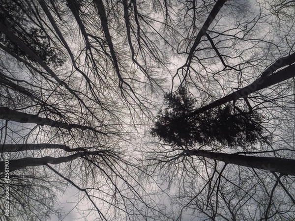 Obraz A dramatic upward view of tall, leafless trees with intricate branches silhouetted against a cloudy sky, creating a stark and natural abstract composition.