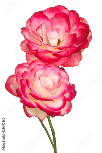 Obraz rose flower isolated