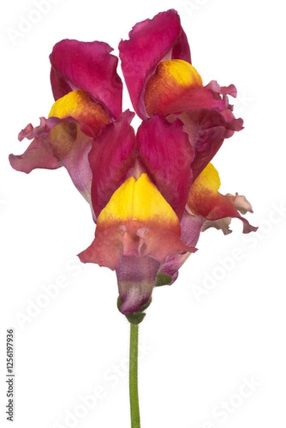 Obraz Snapdragon flower isolated