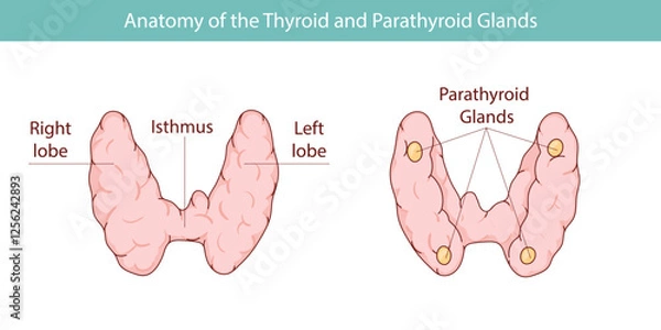 Fototapeta Vector illustration of the thyroid gland and parathyroid gland. Human endocrine system. Medical vector illustration of internal organs.