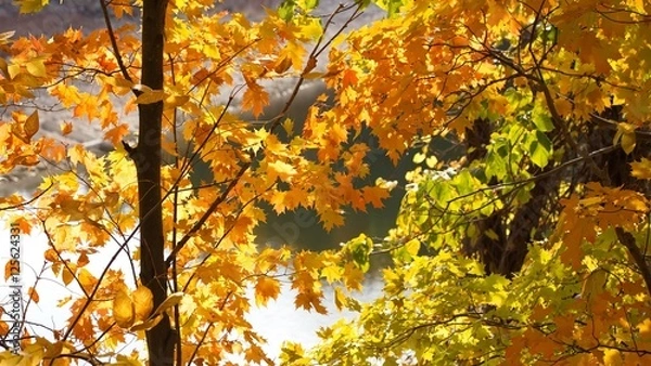 Fototapeta Fall colors