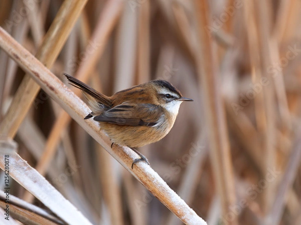Obraz Moustached warbler, Acrocephalus melanopogon