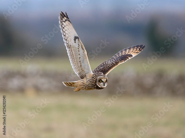 Obraz Short-eared owl, Asio flammeus