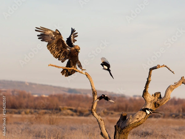 Obraz Spanish imperial eagle, Aquila adalbert