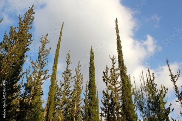 Obraz Tall Thin Trees