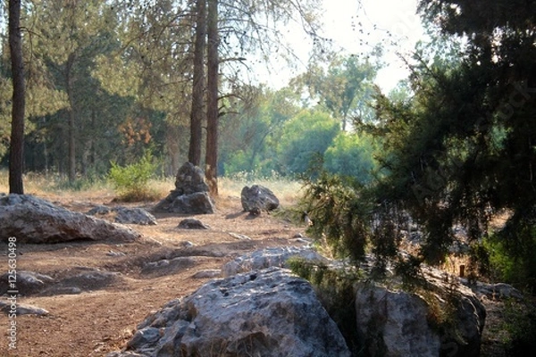 Obraz Forest Clearing