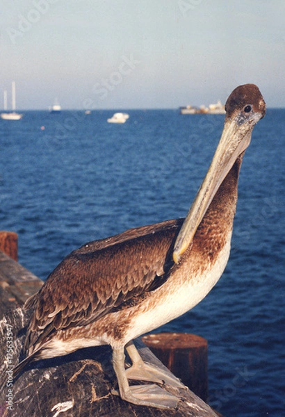 Fototapeta pelican