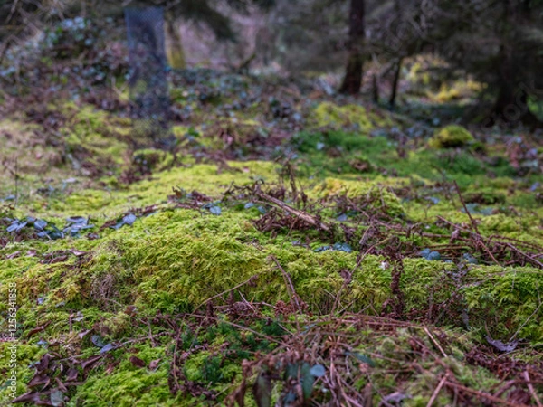 Obraz Wald in der Schweiz