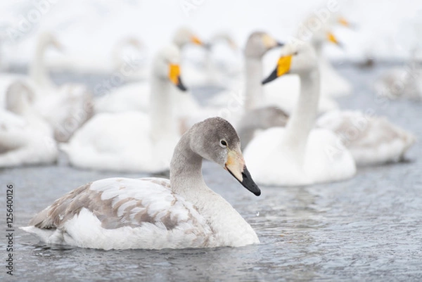 Obraz Young swan and flock
