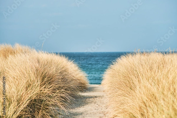 Fototapeta Path to the baltic sea at Rerik. High quality photo