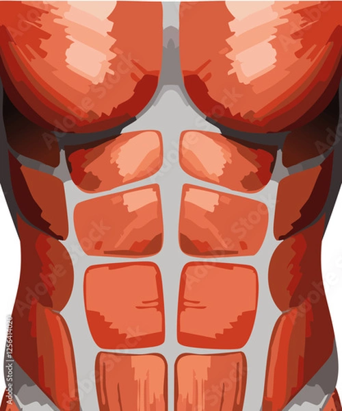 Fototapeta abdomen