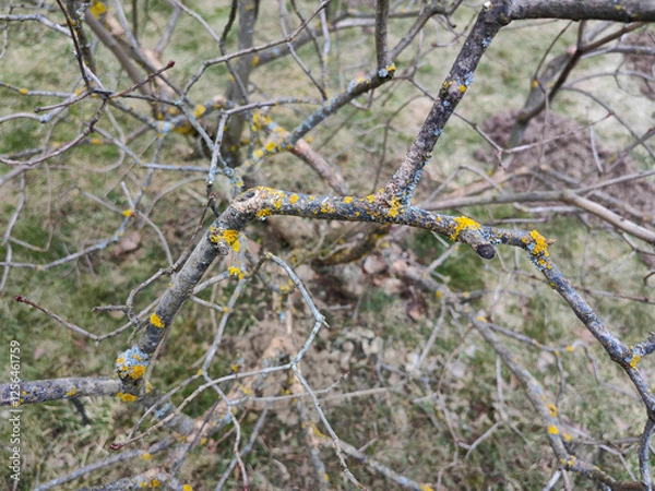 Fototapeta the tree is sick, yellow moss on the tree trunk. High quality photo