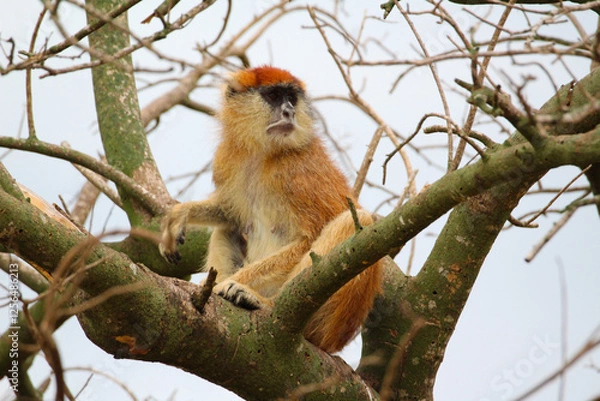 Fototapeta Monkey in a tree