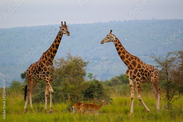 Fototapeta giraffes in the serengeti