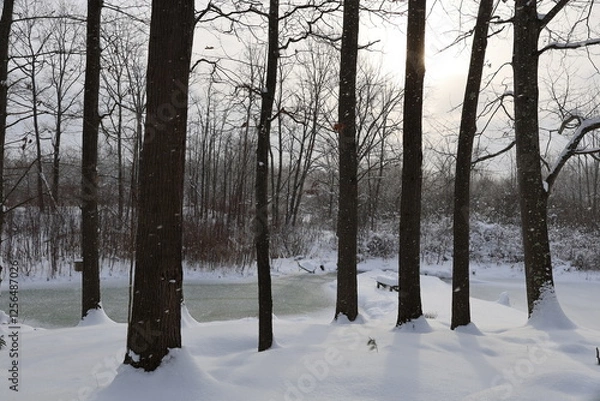 Obraz snow covered trees