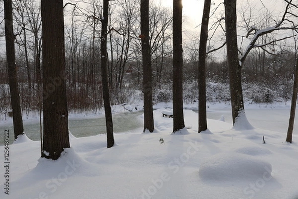 Obraz winter in the woods