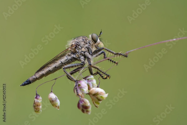 Obraz Raubfliege #01
