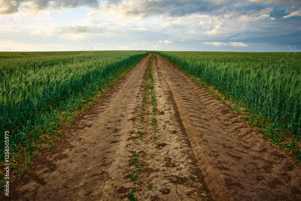 Obraz road in the field in the green wheat field
