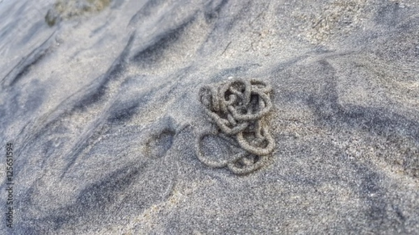 Fototapeta Strand - Küste - Wattwurm 
