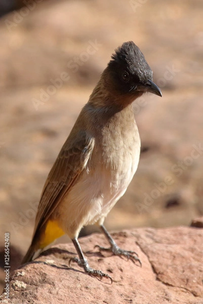 Fototapeta Graubülbül / Black-eyed bulbul or Dark-capped bulbul / Pycnonotus barbatus